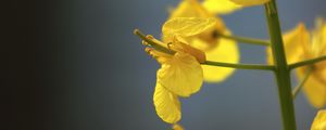 Preview wallpaper rapeseed, flowers, yellow, blur