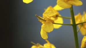 Preview wallpaper rapeseed, flowers, yellow, blur