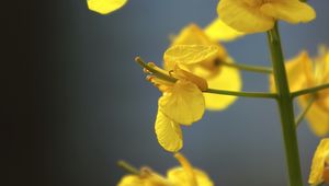 Preview wallpaper rapeseed, flowers, yellow, blur