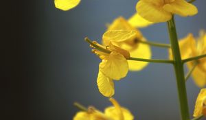 Preview wallpaper rapeseed, flowers, yellow, blur