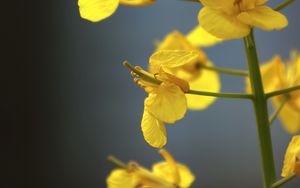 Preview wallpaper rapeseed, flowers, yellow, blur