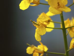 Preview wallpaper rapeseed, flowers, yellow, blur