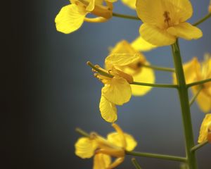 Preview wallpaper rapeseed, flowers, yellow, blur