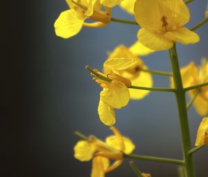 Preview wallpaper rapeseed, flowers, yellow, blur