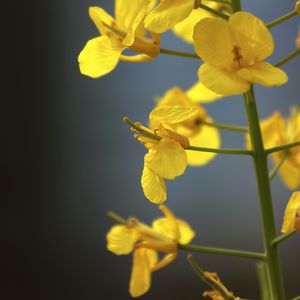 Preview wallpaper rapeseed, flowers, yellow, blur