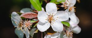 Preview wallpaper raphiolepis, flowers, petals, white, spring