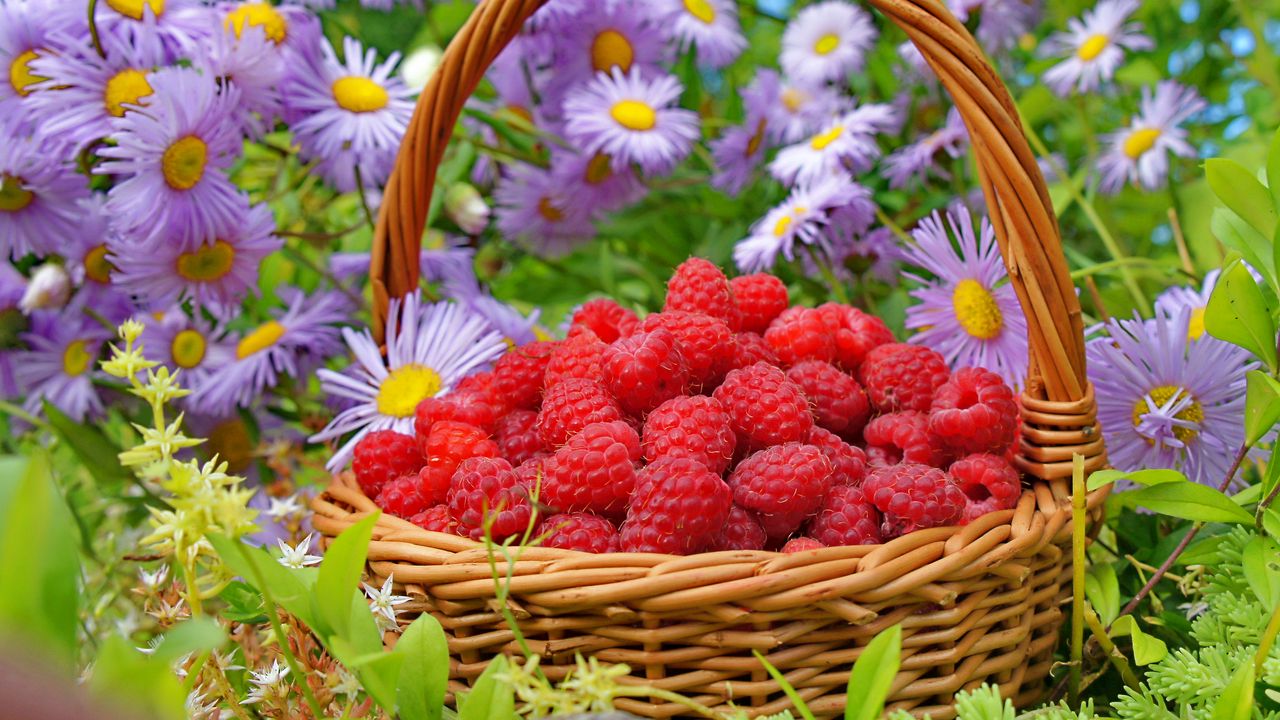 Wallpaper raspberries, basket, berries, flowers