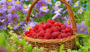 Preview wallpaper raspberries, basket, berries, flowers