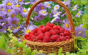 Preview wallpaper raspberries, basket, berries, flowers
