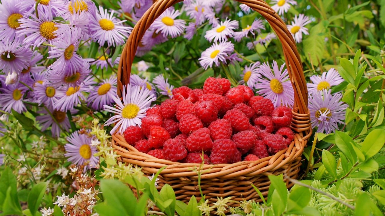 Wallpaper raspberries, berries, baskets, flowers