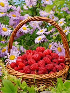 Preview wallpaper raspberries, berries, baskets, flowers