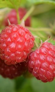 Preview wallpaper raspberries, berries, branch, ripe, leaves