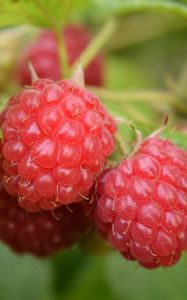 Preview wallpaper raspberries, berries, branch, ripe, leaves