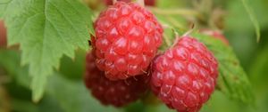 Preview wallpaper raspberries, berries, branch, ripe, leaves