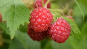 Preview wallpaper raspberries, berries, branch, ripe, leaves