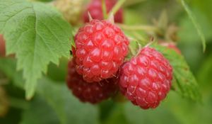 Preview wallpaper raspberries, berries, branch, ripe, leaves