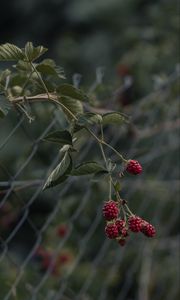 Preview wallpaper raspberries, berries, branch