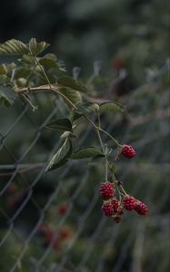 Preview wallpaper raspberries, berries, branch