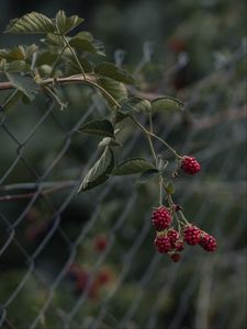 Preview wallpaper raspberries, berries, branch