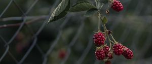 Preview wallpaper raspberries, berries, branch