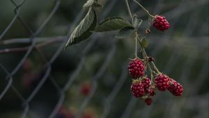 Preview wallpaper raspberries, berries, branch