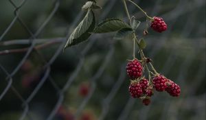 Preview wallpaper raspberries, berries, branch