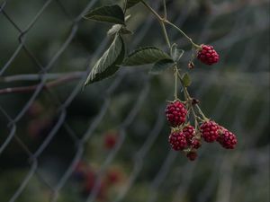 Preview wallpaper raspberries, berries, branch