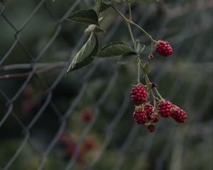 Preview wallpaper raspberries, berries, branch