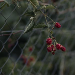 Preview wallpaper raspberries, berries, branch