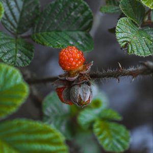 Preview wallpaper raspberries, berries, branch, leaves, macro