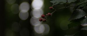 Preview wallpaper raspberries, berries, branch, bokeh, macro