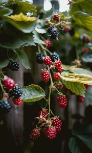 Preview wallpaper raspberries, berries, branches