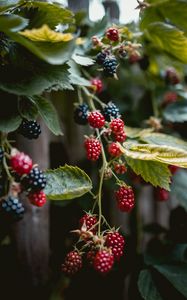 Preview wallpaper raspberries, berries, branches