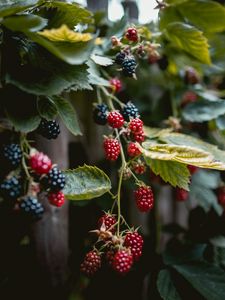 Preview wallpaper raspberries, berries, branches