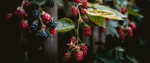 Preview wallpaper raspberries, berries, branches