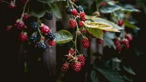 Preview wallpaper raspberries, berries, branches