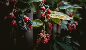 Preview wallpaper raspberries, berries, branches