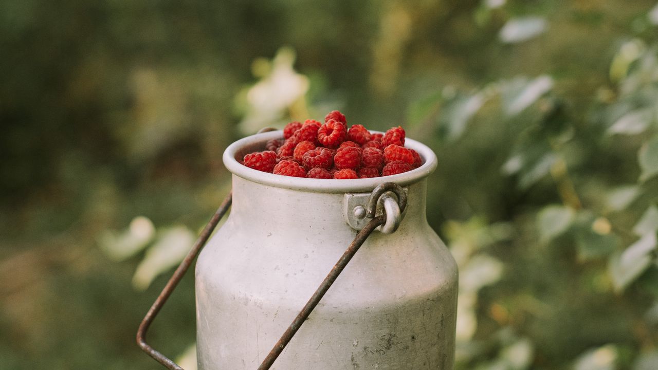 Wallpaper raspberries, berries, can, harvest