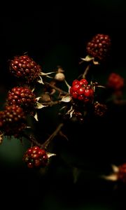 Preview wallpaper raspberries, berries, dark