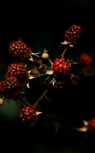 Preview wallpaper raspberries, berries, dark