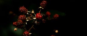 Preview wallpaper raspberries, berries, dark