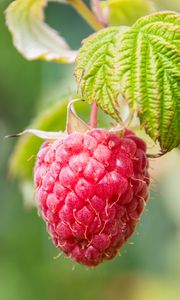 Preview wallpaper raspberries, berries, fruit, branch