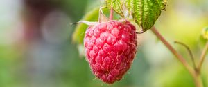 Preview wallpaper raspberries, berries, fruit, branch