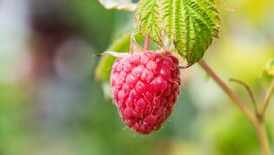 Preview wallpaper raspberries, berries, fruit, branch