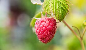 Preview wallpaper raspberries, berries, fruit, branch