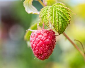 Preview wallpaper raspberries, berries, fruit, branch