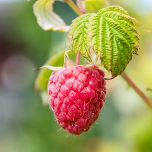 Preview wallpaper raspberries, berries, fruit, branch