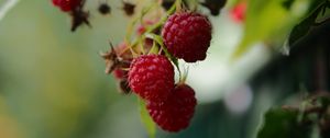 Preview wallpaper raspberries, berries, leaves, macro