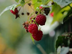 Preview wallpaper raspberries, berries, leaves, macro