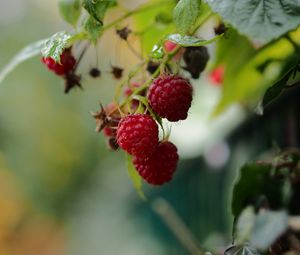Preview wallpaper raspberries, berries, leaves, macro